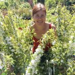 Višňa žľaznatá (Prunus glandulosa) ´ALBA PLENA´ výška: 110-130 cm, kont. C2L 